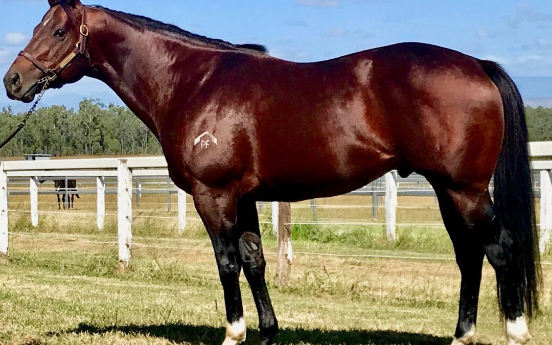 WHITTINGTON CONTINUES TO STRIKE FOR QTIS STALLIONS
