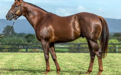 ‘Tremendous value’ sire Winning Rupert continues run of metro winners