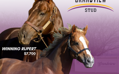 Winning Rupert and Neorealism stallion fees set for 2023