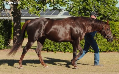 BRED TO WIN FEATURE ON GRANDVIEW STUD